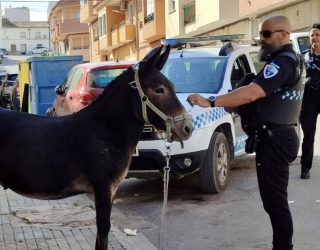 La Policía Local rescata a un burro perdido en la avenida de la Constitución