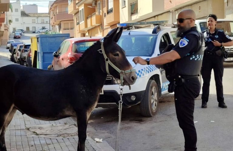 La Policía Local rescata a un burro perdido en la avenida de la Constitución