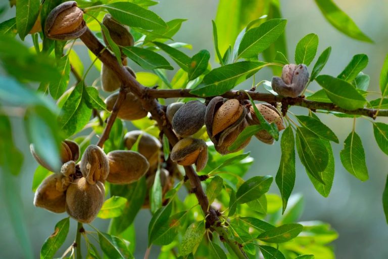 La preocupación por la plaga del gusano cabezudo alcanza a los agricultores de Hellín