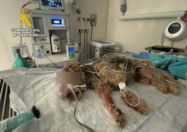 El SEPRONA investiga al dueño de un perro por maltrato animal en Hellín