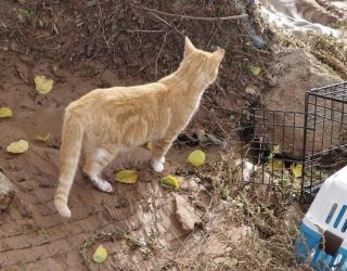‘Rescatados en Adopción’ de Albacete compartirá su recogida del sábado para ayudar a los gatos de Utiel