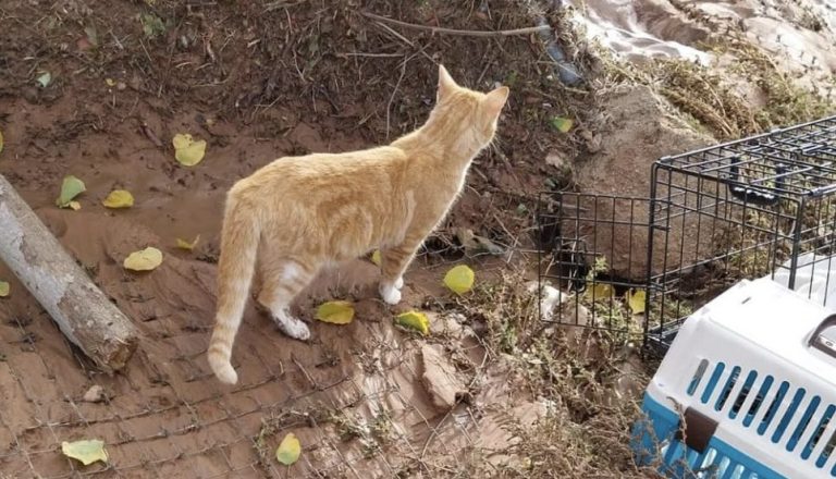 ‘Rescatados en Adopción’ de Albacete compartirá su recogida del sábado para ayudar a los gatos de Utiel