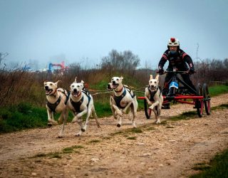 Tomás Ruiz, el musher de Hellín que rompe barreras, una vida entre trineos, perros y superación