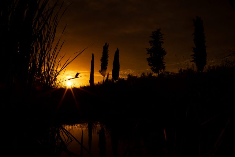 “Atardecer en la charca” lleva a Julián Fernández a la cima del Festival de Aves y Naturaleza de Francia