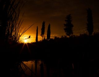 “Atardecer en la charca” lleva a Julián Fernández a la cima del Festival de Aves y Naturaleza de Francia