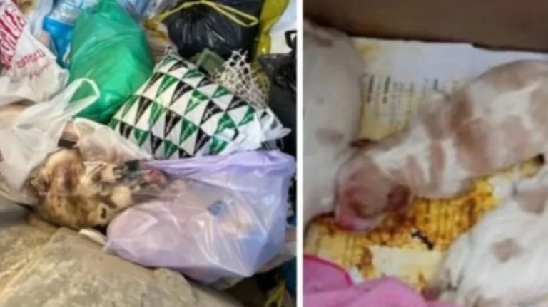 500 € de recompensa por identificar al responsable del asesinato de nueve cachorros en Hellín
