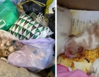 500 € de recompensa por identificar al responsable del asesinato de nueve cachorros en Hellín