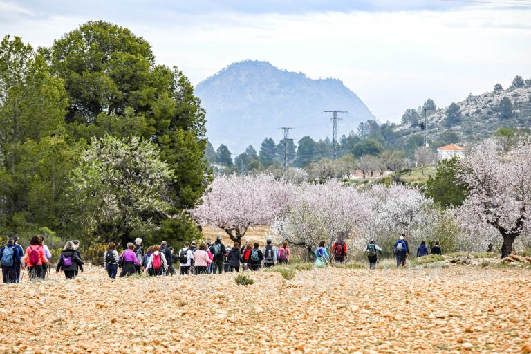 Los almendros en flor acompañan a los senderistas en Férez