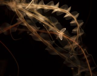 Julián Fernández Quílez, ganador del premio a la mejor fotografía creativa de la naturaleza en La Rioja