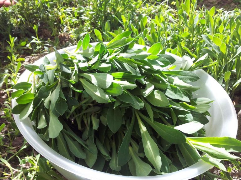 Tiempo de collejas, el tesoro gastronómico que florece en primavera