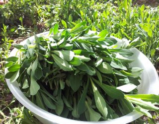 Tiempo de collejas, el tesoro gastronómico que florece en primavera