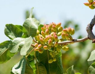 Los productores de frutos secos de Hellín podrán beneficiarse de una ampliación de ayudas de la PAC
