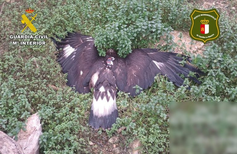 Detenido un vecino de Albacete por envenenar a un ejemplar de águila real