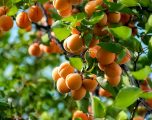 El campo de Hellín se pone en marcha con el inicio de la gran campaña hortofrutícola del río Mundo