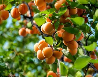 El campo de Hellín se pone en marcha con el inicio de la gran campaña hortofrutícola del río Mundo