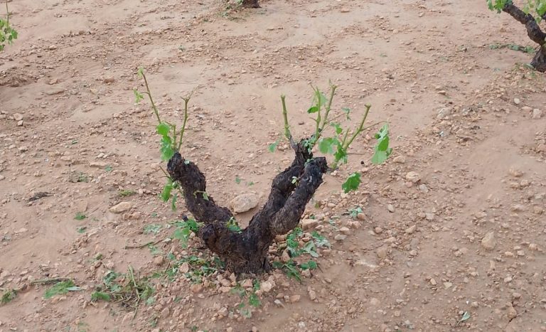 El granizo arrasa más de 4.700 hectáreas en la DOP Jumilla