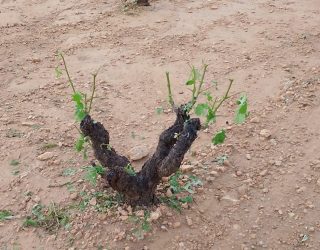 El granizo arrasa más de 4.700 hectáreas en la DOP Jumilla