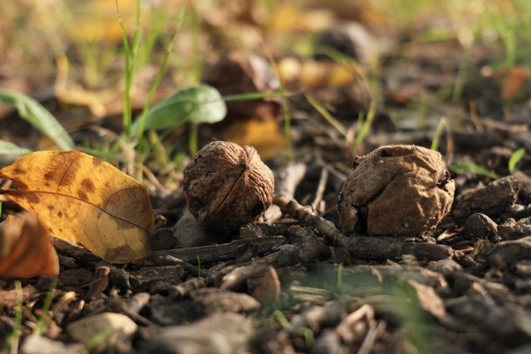 Las nueces verdes de Nerpio, un tesoro en crecimiento que ya perfuma los nogales de la Sierra