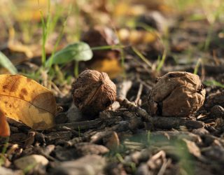 Las nueces verdes de Nerpio, un tesoro en crecimiento que ya perfuma los nogales de la Sierra