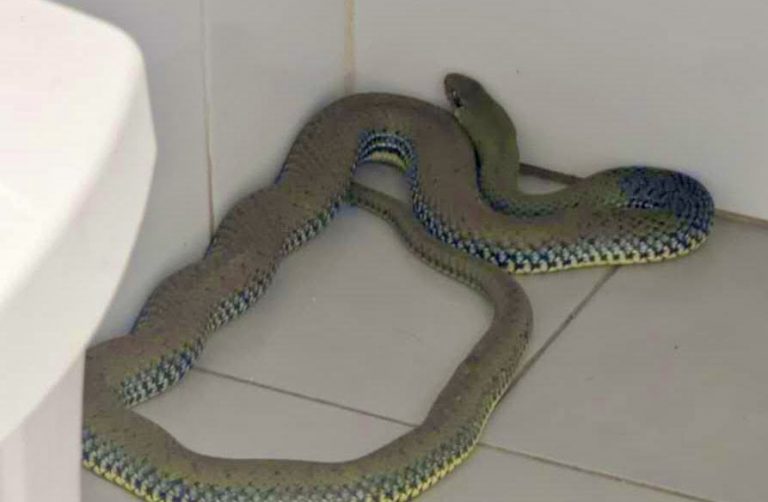 Una culebra de gran tamaño aparece en un centro deportivo de Hellín