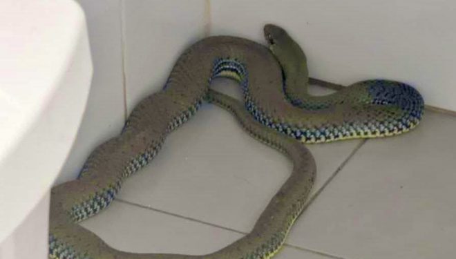 Una culebra de gran tamaño aparece en un centro deportivo de Hellín