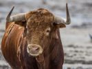 Los encierros vuelven a Hellín este fin de semana como antesala de San Rafael