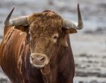 Los encierros vuelven a Hellín este fin de semana como antesala de San Rafael