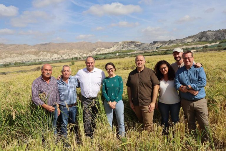 La siega del arroz en Las Minas consolida a Hellín como referente nacional de calidad