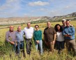 La siega del arroz en Las Minas consolida a Hellín como referente nacional de calidad
