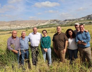 La siega del arroz en Las Minas consolida a Hellín como referente nacional de calidad