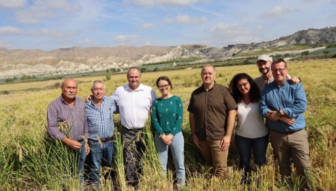 La siega del arroz en Las Minas consolida a Hellín como referente nacional de calidad La siega del arroz en Las Minas consolida a Hellín como referente nacional de calidad