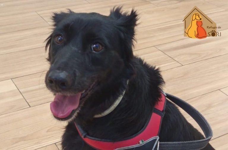 Piden ayuda para operar a Peca, una perrita herida durante los fuegos artificiales de la Feria de Hellín