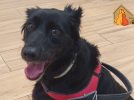 Piden ayuda para operar a Peca, una perrita herida durante los fuegos artificiales de la Feria de Hellín