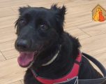 Piden ayuda para operar a Peca, una perrita herida durante los fuegos artificiales de la Feria de Hellín