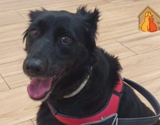 Piden ayuda para operar a Peca, una perrita herida durante los fuegos artificiales de la Feria de Hellín