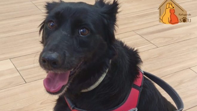 Piden ayuda para operar a Peca, una perrita herida durante los fuegos artificiales de la Feria de Hellín Piden ayuda para operar a Peca, una perrita herida durante los fuegos artificiales de la Feria de Hellín