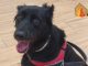 Piden ayuda para operar a Peca, una perrita herida durante los fuegos artificiales de la Feria de Hellín
