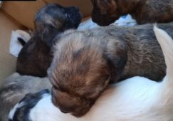 Abandonan una camada de cachorros en una caja de cartón como si fuera basura en Hellín