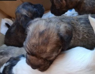 Abandonan una camada de cachorros en una caja de cartón como si fuera basura en Hellín