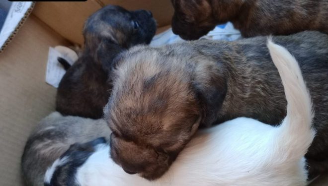 Abandonan una camada de cachorros en una caja de cartón como si fuera basura en Hellín