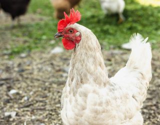 Confinamiento obligatorio de las aves de corral en Hellín y toda Castilla-La Mancha