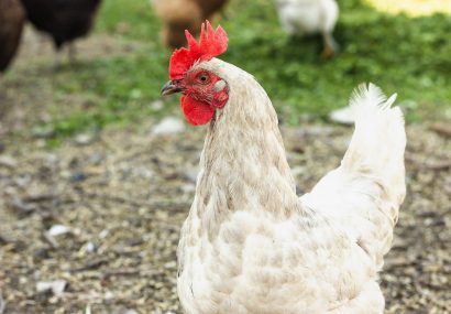 Confinamiento obligatorio de las aves de corral en Hellín y toda Castilla-La Mancha Confinamiento obligatorio de las aves de corral en Hellín y toda Castilla-La Mancha