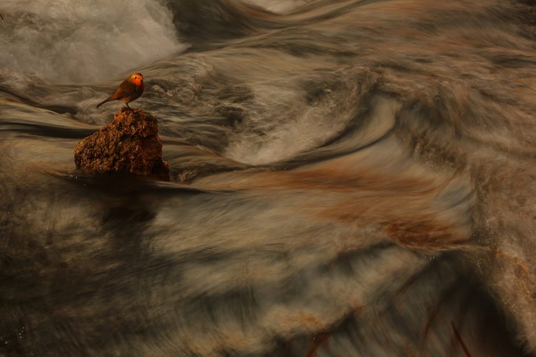 El fotógrafo hellinero Julián Fernández, finalista en el prestigioso concurso FotoAves de SEO/BirdLife