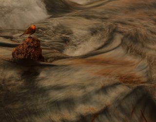 El fotógrafo hellinero Julián Fernández, finalista en el prestigioso concurso FotoAves de SEO/BirdLife