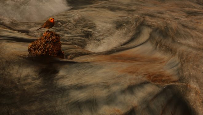 El fotógrafo hellinero Julián Fernández, finalista en el prestigioso concurso FotoAves de SEO/BirdLife