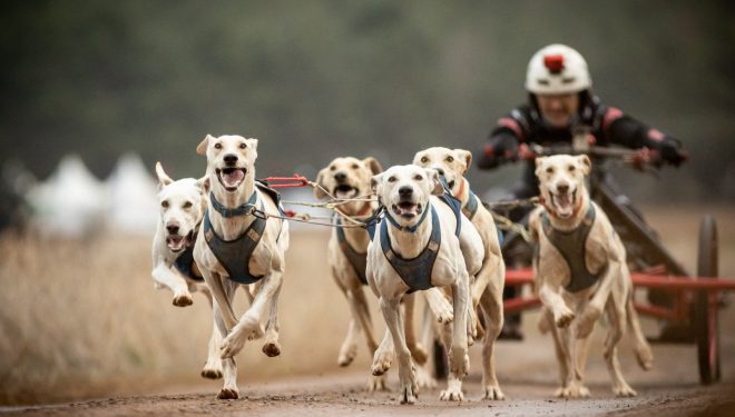 Tomás Ruiz, Campeón de España de mushing en tierra 2025 en la categoría reina