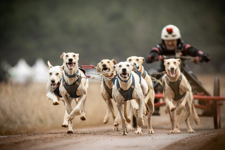 Tomás Ruiz, Campeón de España de mushing en tierra 2025 en la categoría reina
