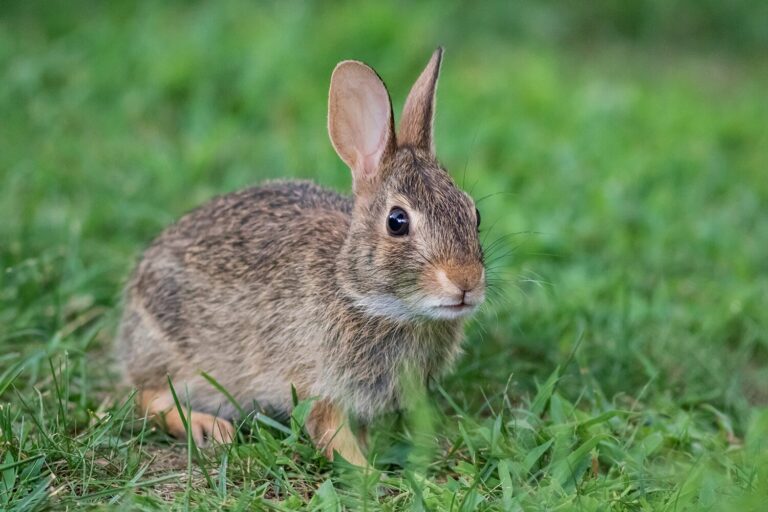 El conejo sigue ganando terreno en la comarca de Hellín
