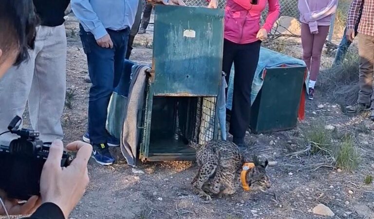 Dos nuevos linces ibéricos ya viven en los Campos de Hellín y refuerzan la presencia de la especie en la comarca