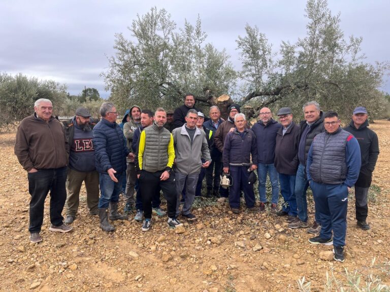 Arranca en Albatana un curso de poda del olivar dentro del programa de Formación Rural Agraria